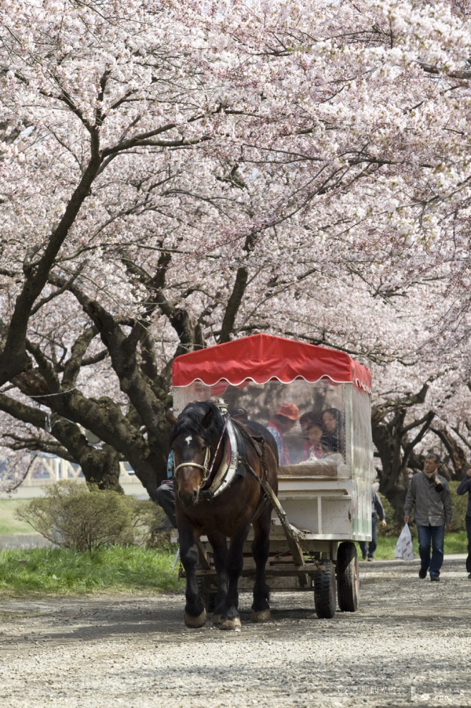 Enjoy a horse-drawn wagon ride under the cherry blossoms. | © 岩手県観光協会