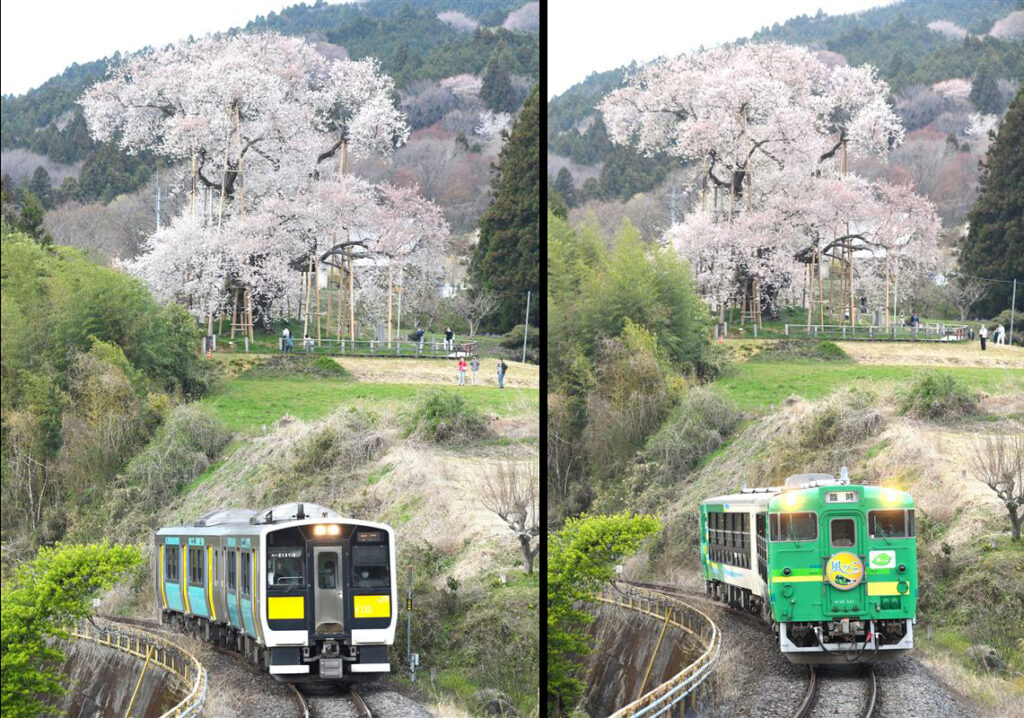 A beautiful view of the sakura tree and passing trains can be taken at this spot | 勝田統括センター篠山副長