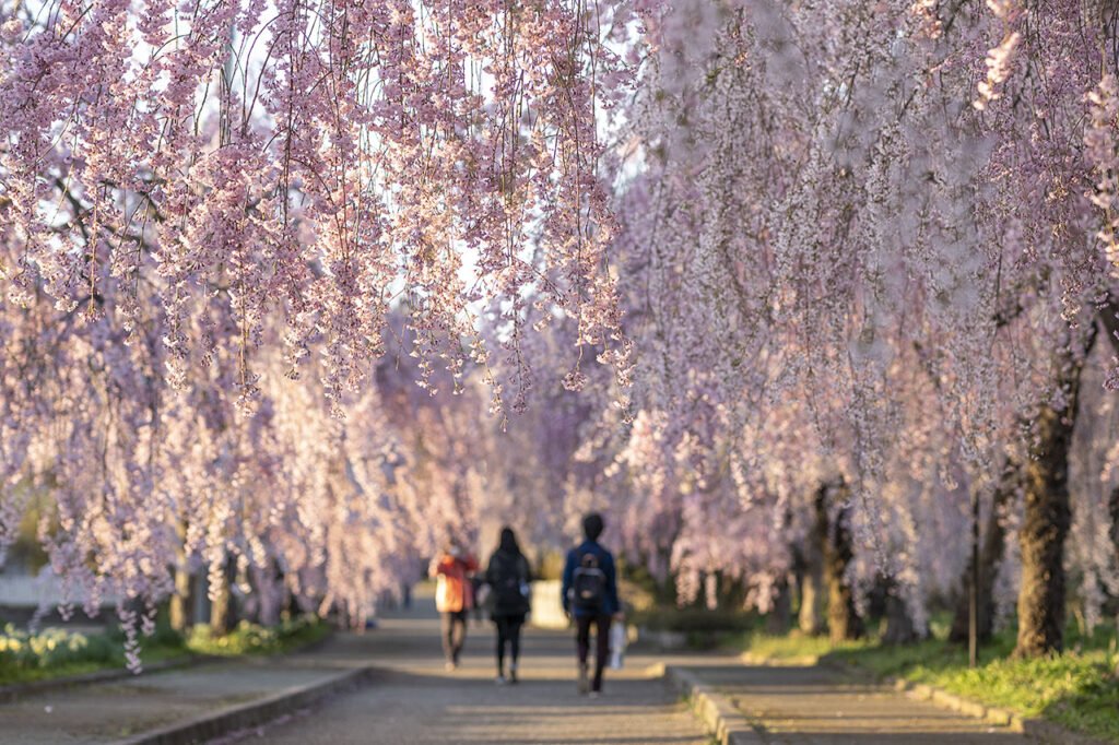 A curtain of sakura flowers line the avenue. | ©Fukushima Prefecture