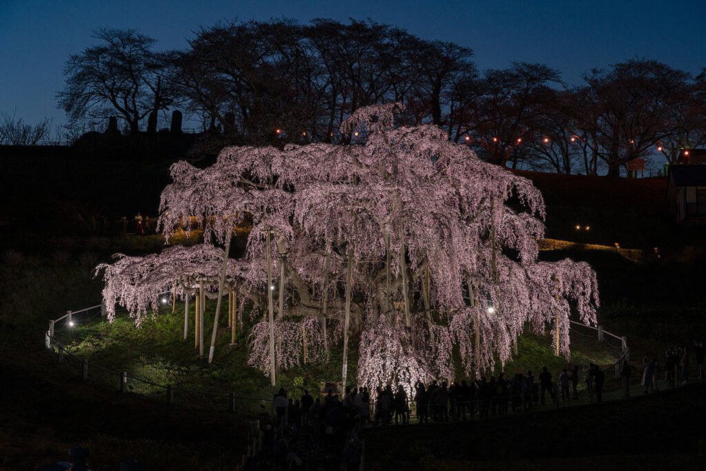 At night, the scene is illuminated to give an enchanting vibe. | ©Fukushima Prefecture