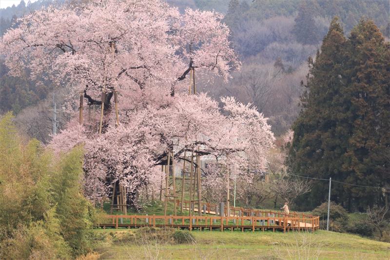 Standing alone only makes this tree look more special. | ©Yamatsuri Town