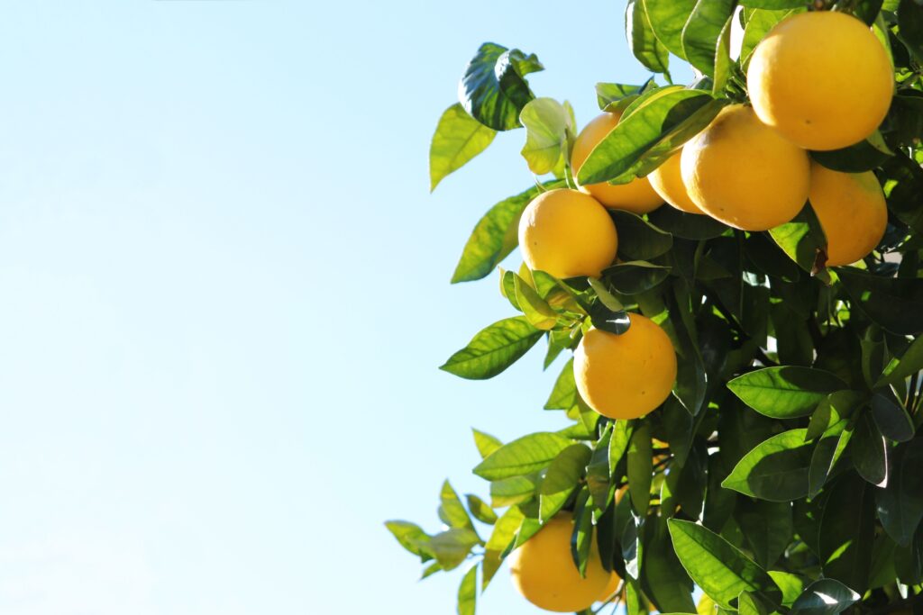 Hassaku originating from Hiroshima Prefecture | ©あんどねこ