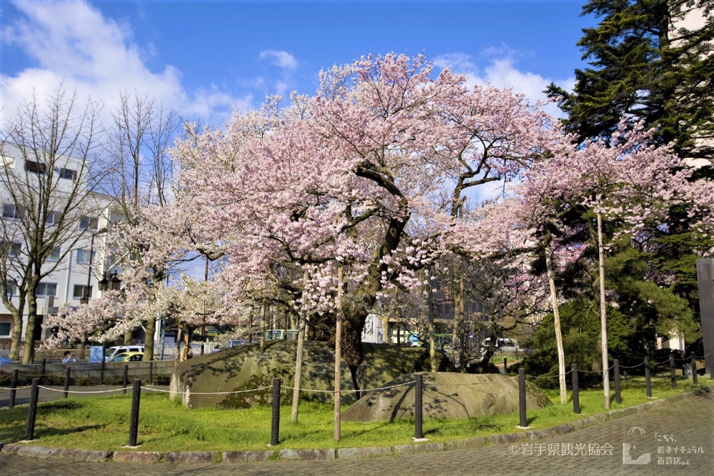 Ishiwarizakura, a centuries-old sakura tree growing out of a rock. | ©岩手県観光協会
