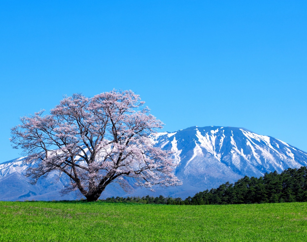 Koiwai Farm’s lone cherry blossom against a background of Mount Iwate. | ©JR East