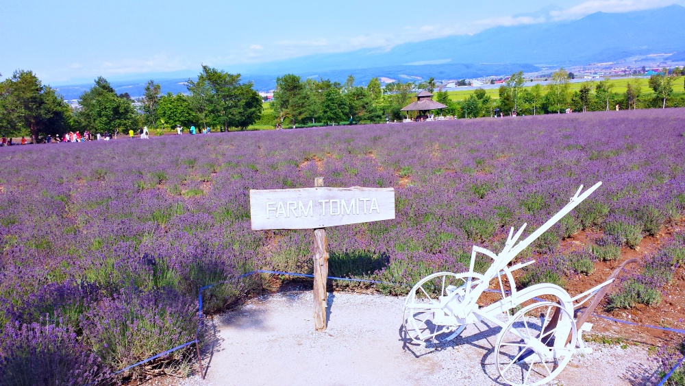 Don’t miss the lavender fields at Farm Tomita. | © Carissa Loh