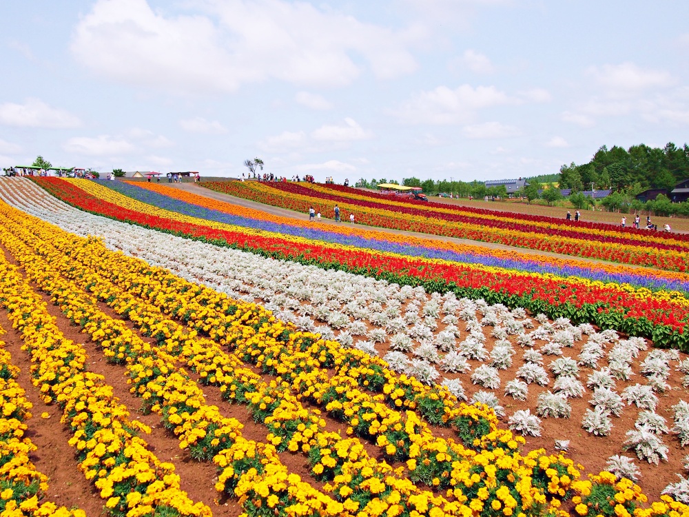 Colourful flower fields at Shikisai no Oka. | © Carissa Loh