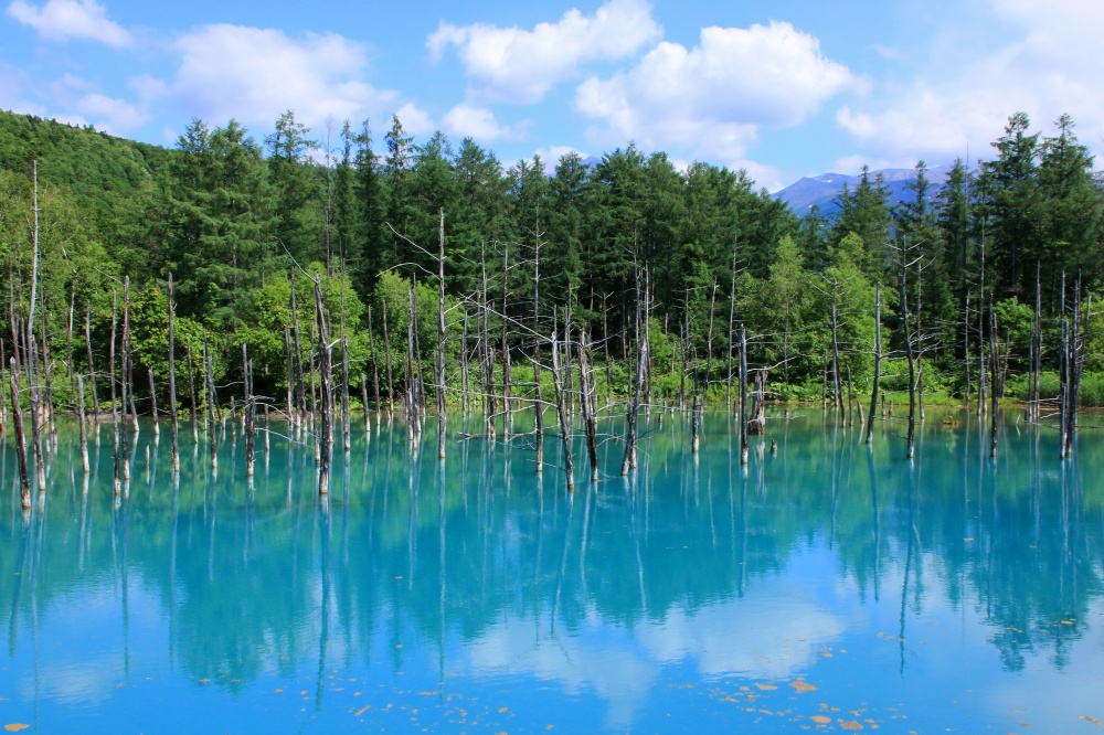 Biei’s Shirogane Blue Pond. | © Hokkaido Tourism Organization