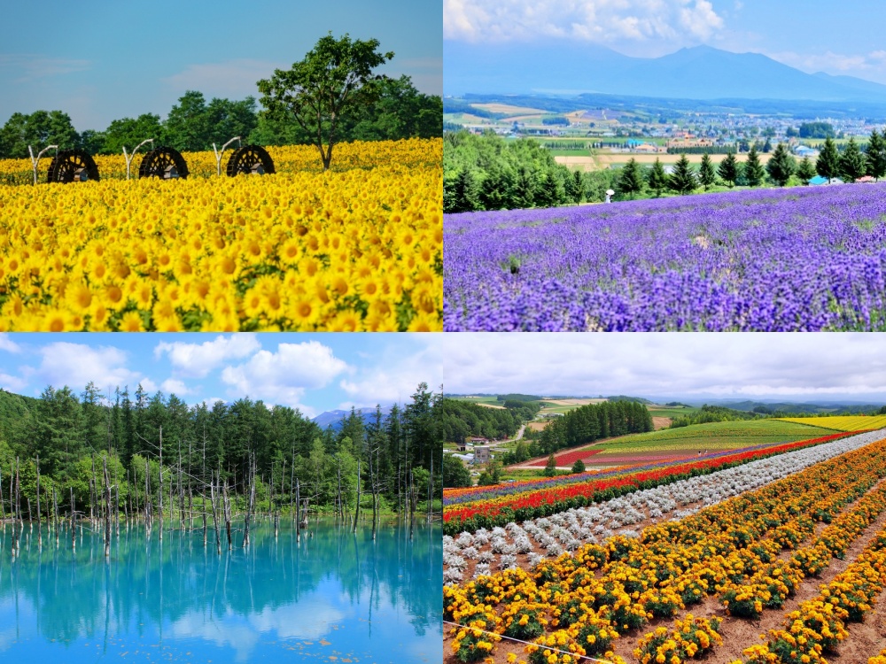 Some of Hokkaido’s must-see spots in summer. | © photoAC and Carissa Loh