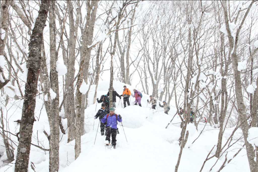 Enjoy the winter scenery, including the bright beech forest with all its leaves gone, and the black Aoike Pond and Fukatsubo Pond, which never freeze even in the middle of winter, as well as observing animal footprints and wild birds.